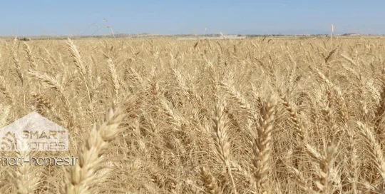 آبیاری هوشمند زمین کشاورزی